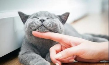 一文读懂【摸摸节创意挑战赛】怎么玩！你的脑洞准备好了吗？