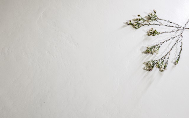 清新系 - 奶油纯